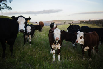 cows in pasture